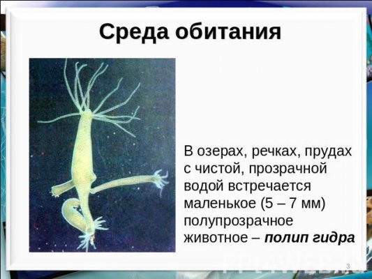Кракен шоп что это